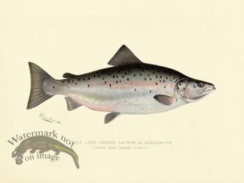 Salmon - Male Land Locked